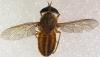 Tabanus sp.